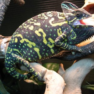 Female Veiled