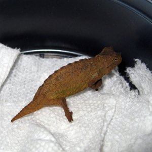 Pygmy Chamelon 1