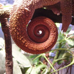 Giles' Orange Tail