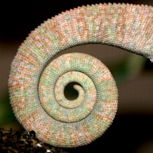 Sobe Tail