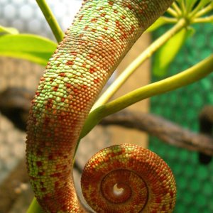 My Ambilobe Males Tail