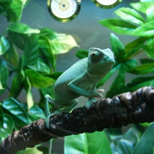 My New Chameleon