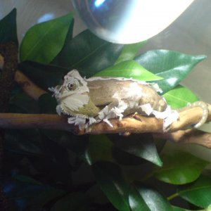 Shedding Skin