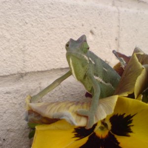 In The Flowers