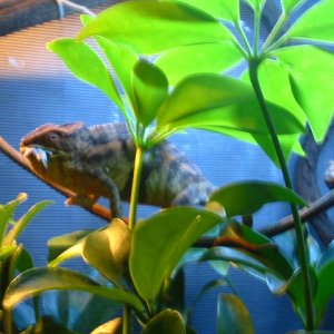 The Female With A Hole On Her Body Is Eatting