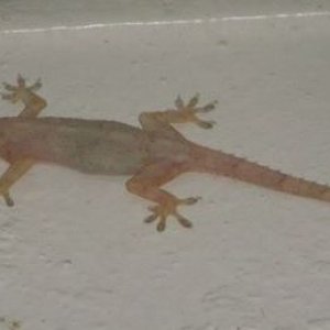 House Gecko