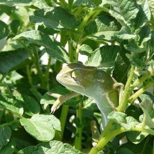 In A Potato Plant