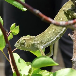 In A Tree