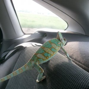 Car Ride