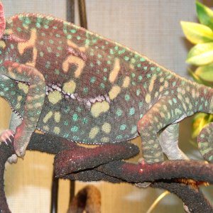 Princess' Crazy Colours