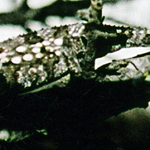 Eastern Cape Dwarf Chameleon Close-up