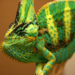 Otto- 1 Year Old