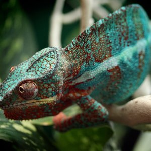Cr5