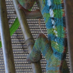Zenyx - 7 Month Blue Bar Ambilobe