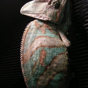 Theodore