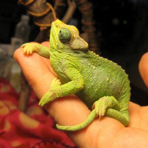 Holdingtail 1
