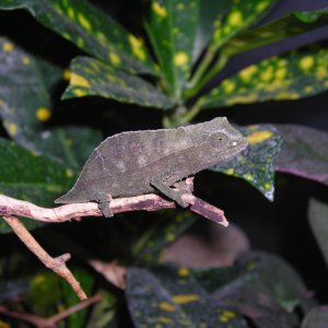 R. Brevicaudatus