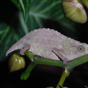 R. Brevicaudatus