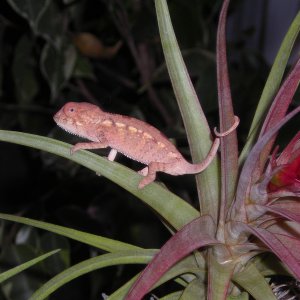 Juvenile Panther