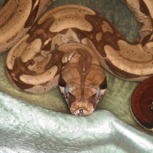 Suriname Red Tail - Female