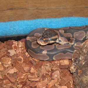 Ball Python