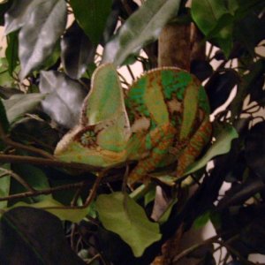 The great escape to the ficus tree outside the habitat