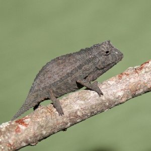 Rieppeleon Brevicaudatus - Young Male