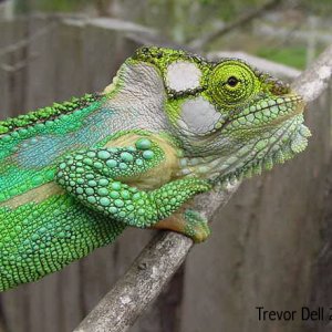 Bradypodion Damaranum