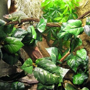New Vivarium