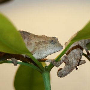 Rieppeleon Brevicaudatus