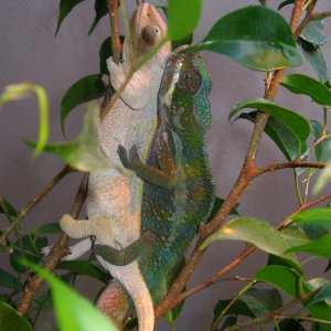 Mating Panthers