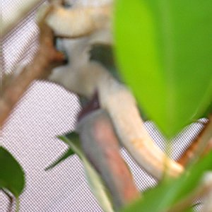 Copulation