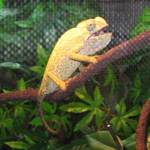 My Cham