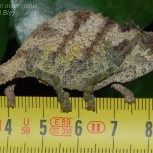 Rhampholeon Acuminatus 3small