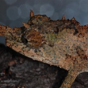 Rhampoleon Acuminatus3bsmall