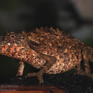 Rhampholeon (rhinodigitum) Acuminatus