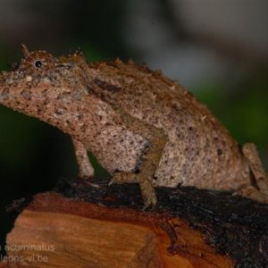 Rhampholeon (rhinodigitum) Acuminatus