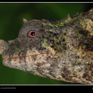 Rhampholeon (rhinodigitum) Acuminatus