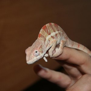 Sancho At 4 Months