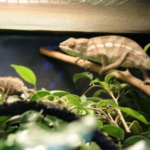 Both Gals In Their Enclosure...