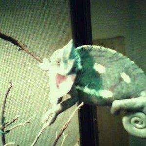 Kodo Evil Chameleon Lol