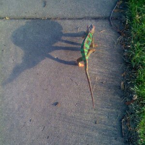 Away He Goes