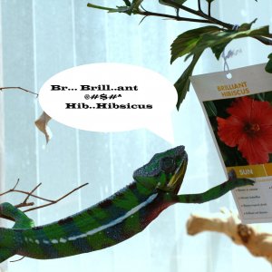 Brillant Hibsicus ????