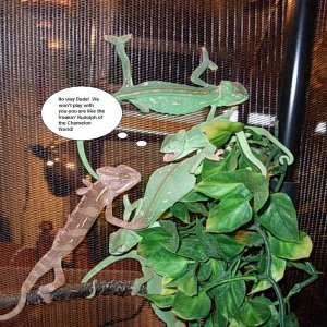 "rudolph" The Brown Chameleon