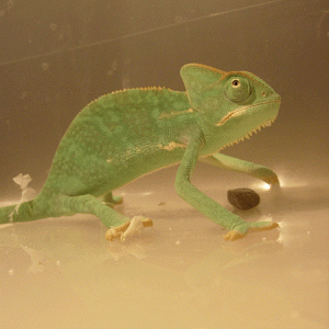 Story Quite Green