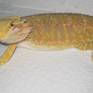 Citrus Female