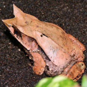 Leaf Frog