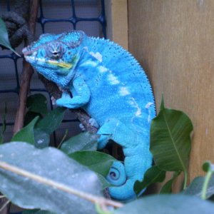 Vibrant Blue