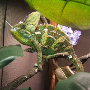 Pointy Chin Shed