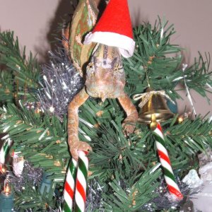 Santa Jack